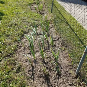 Flower Bed Weeding by Daily Deed Lawn Maintenance reviewed on August 15, 2025