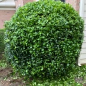 Bush Trimming by Reil Lawn Company LLC reviewed on December 18, 2022