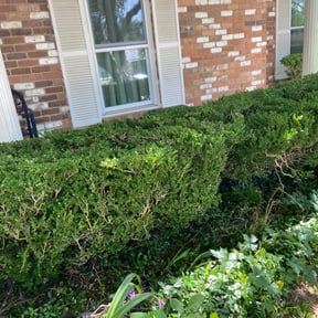 Bush Trimming by Coyote Lawn &amp; Landscaping reviewed on October 23, 2025