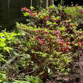 Bush Trimming by Jorge&#039;s lawn service reviewed on November 27, 2025