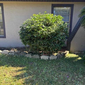 Bush Trimming by Deal's Lawn Maintenance reviewed on August 19, 2025