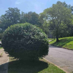 Bush Trimming by Terra Verde Landscape &amp; Design reviewed on July 8, 2025