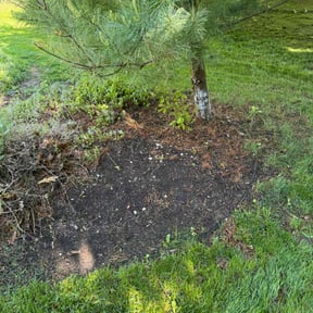 Leaf Removal by Triple S Cuts & Cleanouts reviewed on August 19, 2025