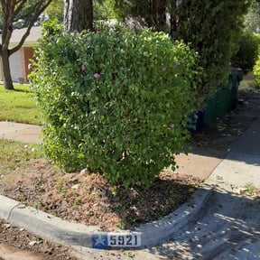 Bush Trimming by JDS Cut N Edge landscaping llc reviewed on August 19, 2025