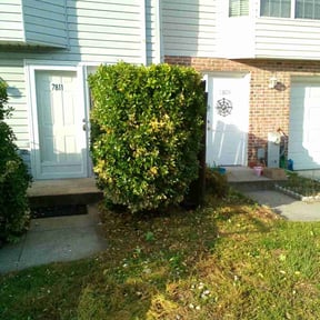 Bush Trimming by Lawson Services reviewed on August 19, 2025