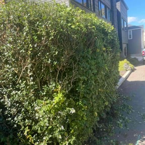 Bush Trimming by Transit LLC reviewed on December 3, 2025