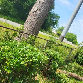 Bush Trimming by J.P Lawn Maintenance reviewed on August 15, 2025