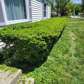 Bush Trimming by Holts landscaping reviewed on May 11, 2026
