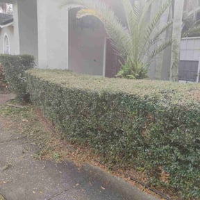 Bush Trimming by Mightyfine professional services reviewed on August 17, 2025