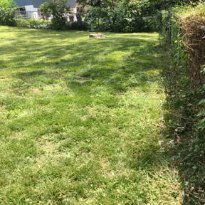 Bush Trimming by Pro Kutz reviewed on August 20, 2025