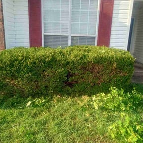 Bush Trimming by Dad Will Do It. Lawn services LLC reviewed on December 6, 2025