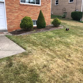 Bush Trimming by Jays lawn care reviewed on August 19, 2025