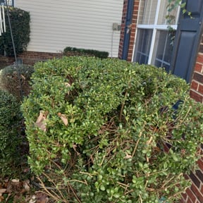 Bush Trimming by Better Business Professionals reviewed on August 16, 2025