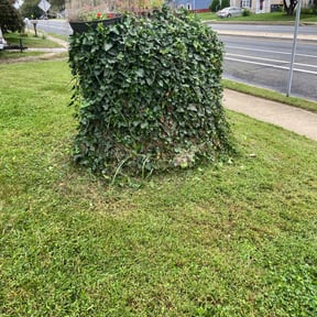 Bush Trimming by Choice Specialties LLC reviewed on August 17, 2025
