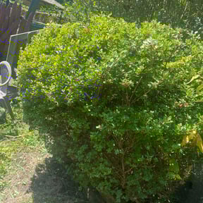 Bush Trimming by Two (2) Brothers llc reviewed on August 15, 2025