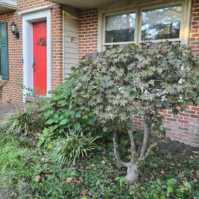 Bush Trimming by Ayala Lawn Services LLC reviewed on October 19, 2025