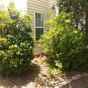 Bush Trimming by Alpha Turf Control reviewed on August 21, 2025