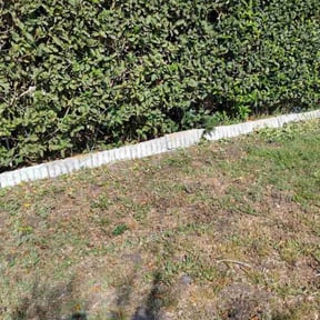 Bush Trimming by Lawn Care Pro Plus reviewed on October 24, 2025