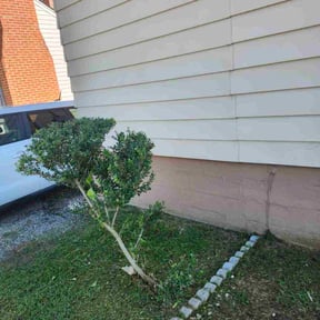 Bush Trimming by IMPAKT Lawn Solutions reviewed on October 18, 2025
