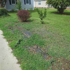 Bush Trimming by Procut Mowing Lawn and Landscape reviewed on November 24, 2025