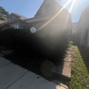 Bush Trimming by Martins pressure washer and landscaping llc reviewed on July 4, 2026