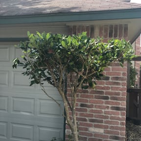 Bush Trimming by All Around the House reviewed on August 16, 2025
