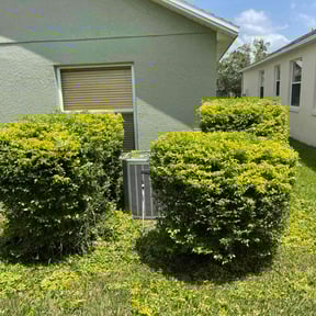 Bush Trimming by Jose Martinez landscape services reviewed on August 21, 2025