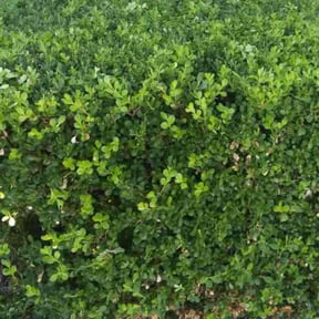 Bush Trimming by Lucas Lawn Care reviewed on August 21, 2025