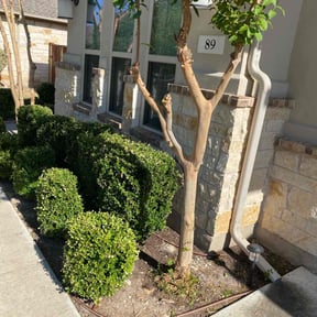 Bush Trimming by Re Image lawn care reviewed on August 17, 2025