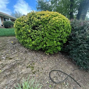 Bush Trimming by Curry&#039;s mowing reviewed on November 20, 2025