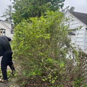 Bush Trimming by The Landscape Watch reviewed on December 6, 2025