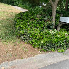 Bush Trimming by Lane Tractor and Tech, LLC reviewed on May 9, 2026