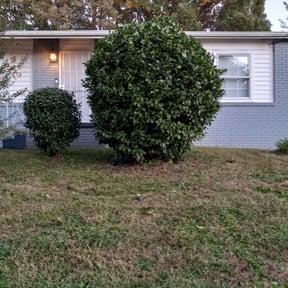 Bush Trimming by Hartt handyman and pest service reviewed on October 19, 2025