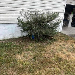 Bush Trimming by Shropshire Lawn Care and Landscaping reviewed on November 23, 2025