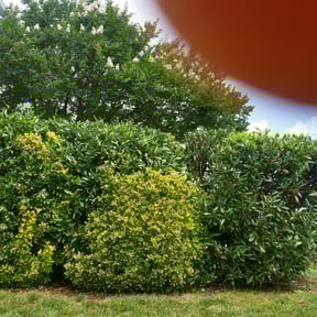 Bush Trimming by The Landscaping Doctor reviewed on August 20, 2025