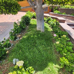 landscape maintenance by S&R lawn care reviewed on August 16, 2025