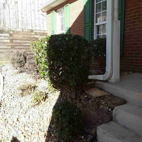 Bush Trimming by JDAA  Lawn Care Service LLC reviewed on November 22, 2025