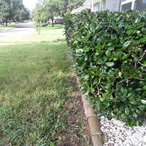 Bush Trimming by All D Way services reviewed on April 15, 2023