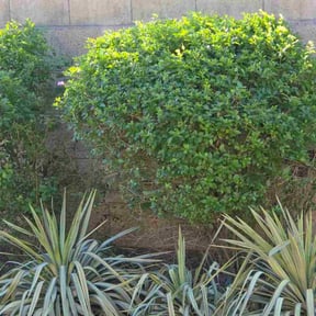 Bush Trimming by Liberty Construction and Maintenance LLC reviewed on December 3, 2025