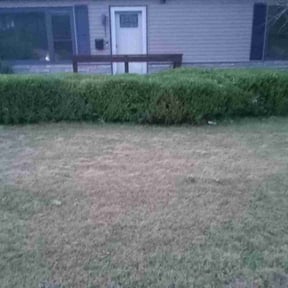 Bush Trimming by Rowe&#039;s Nurturing Estates reviewed on May 2, 2024