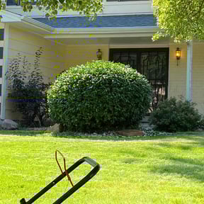 Bush Trimming by American Quality landscaping reviewed on August 17, 2025