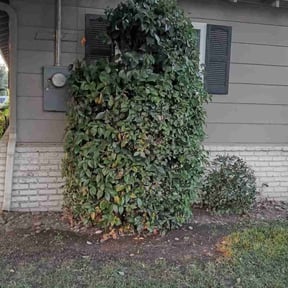 Bush Trimming by Anival landscaping reviewed on August 17, 2025