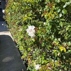 Bush Trimming by Komodo reviewed on August 16, 2025