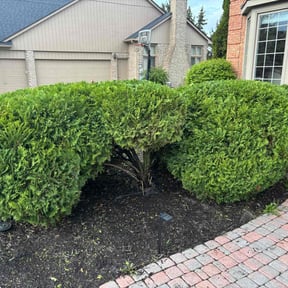 Bush Trimming by Schuetz Landscaping Services reviewed on August 18, 2025