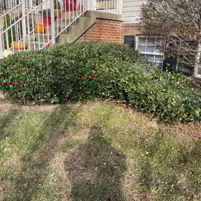 Bush Trimming by ANDES PRO SERVICES LLC reviewed on July 2, 2025