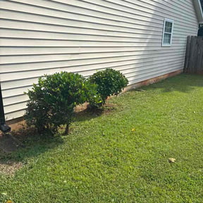 Bush Trimming by Millionaire Lawn Care reviewed on August 16, 2026