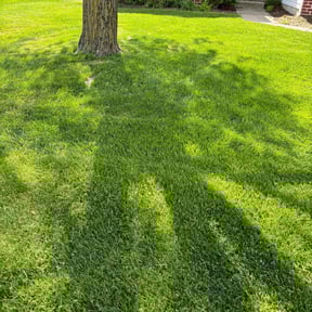 yard maintenance by Boss Lawn Care LLC reviewed on August 19, 2025