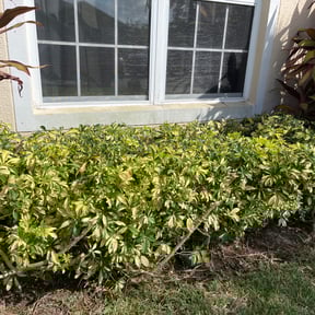 Bush Trimming by Kee Lawn care reviewed on August 19, 2025