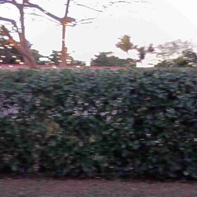 Bush Trimming by JP Landscaping reviewed on February 21, 2026