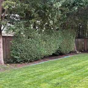 Bush Trimming by A1 Cuts reviewed on March 23, 2026